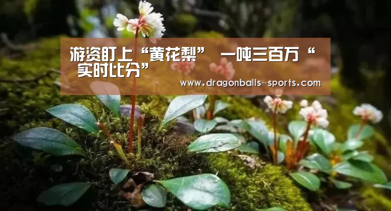 龙珠体育app比分直播